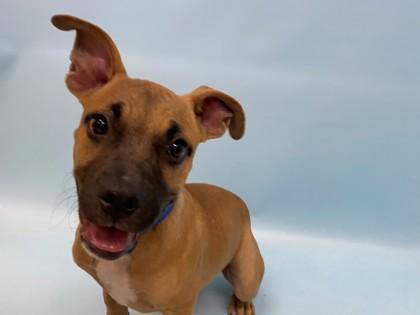 Bundt Cake, Adoptable, Puppy Male Black Mouth Cur & Mixed Breed.