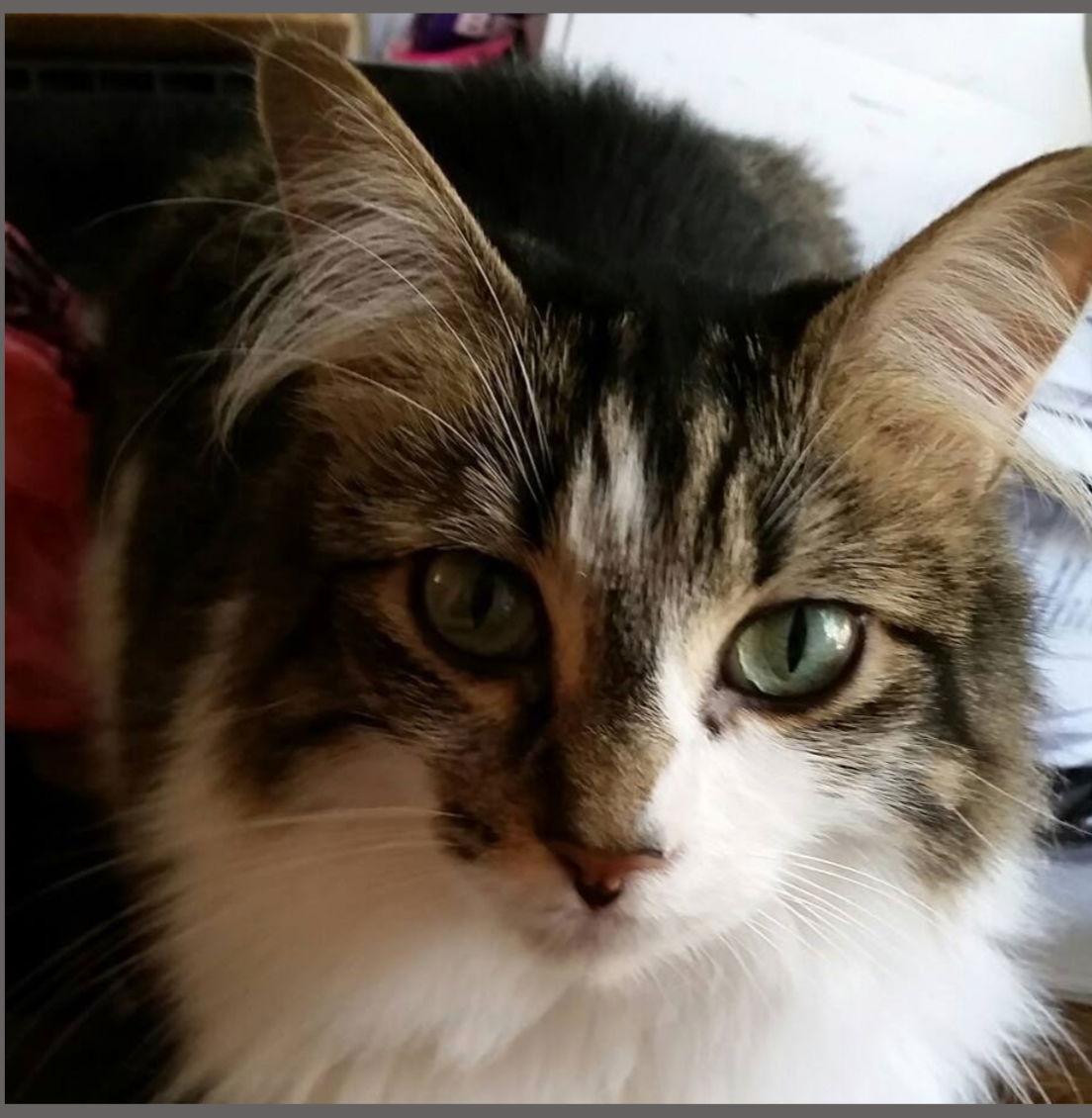 Darla — thumbnail 3