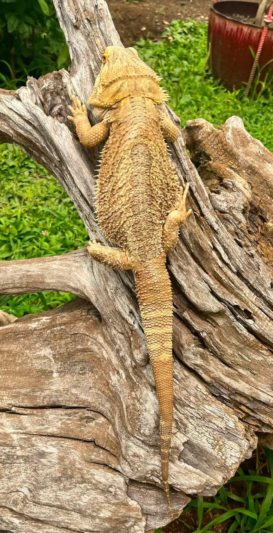 Enlarge Saysa, a ADOPTABLE Bearded Dragon in Palmerton, PA image 3/3