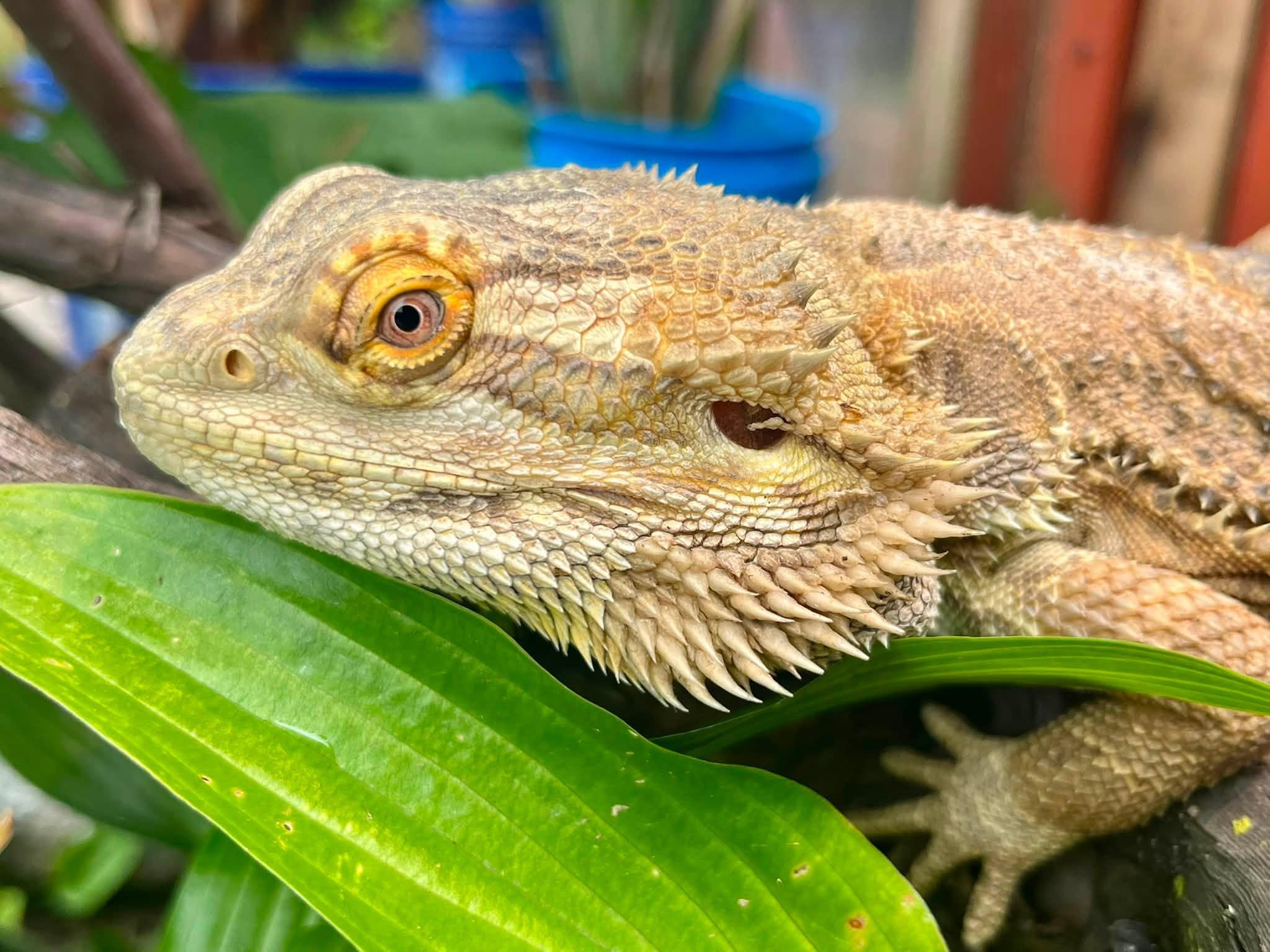 Saysa, ADOPTABLE, Adult Male Bearded Dragon.
