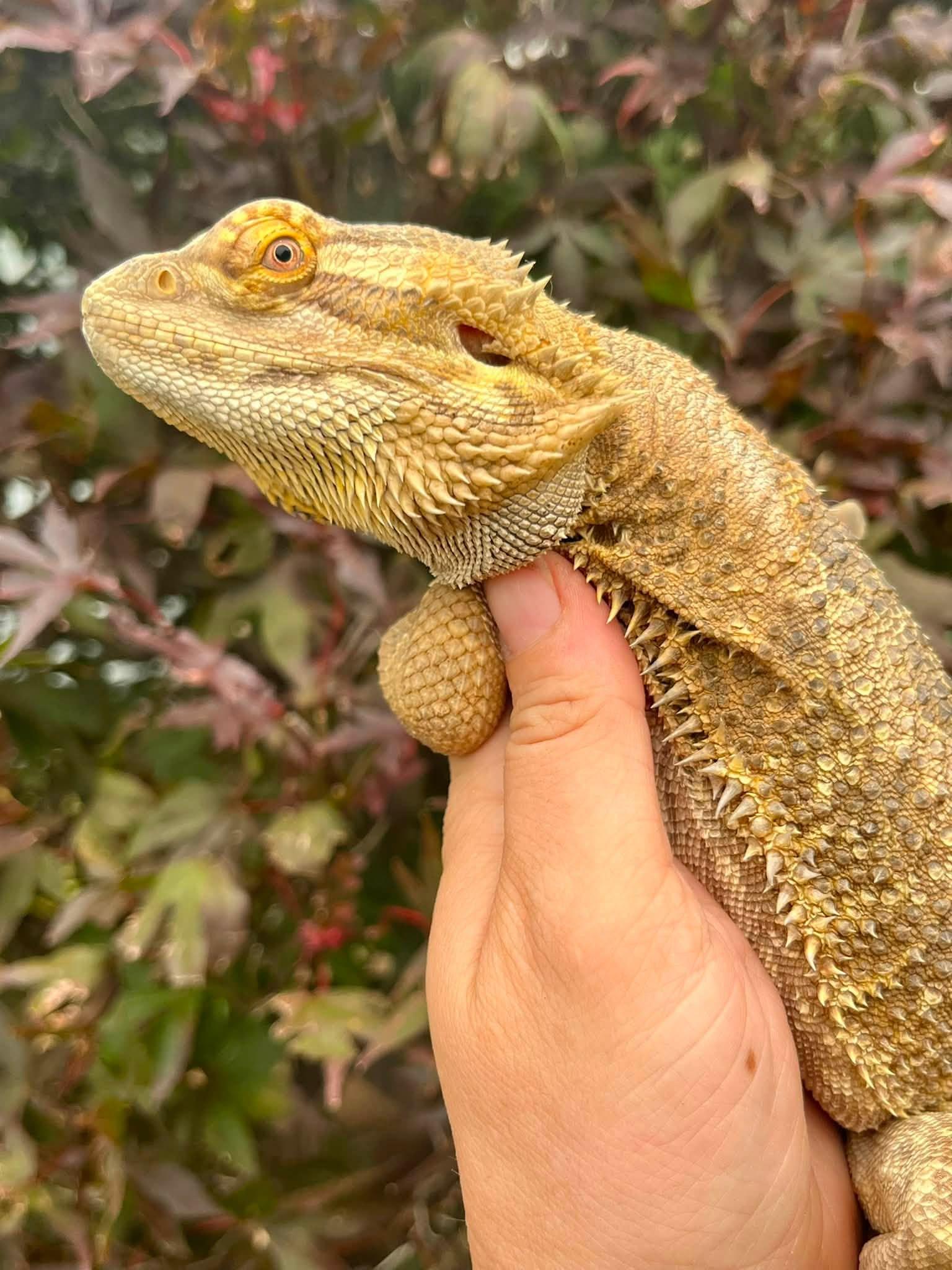Enlarge Saysa, a ADOPTABLE Bearded Dragon in Palmerton, PA image 2/3