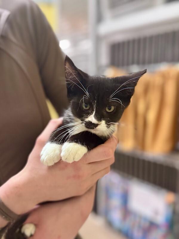 Enlarge Toe, a Adoptable Domestic Short Hair in Wooster, OH image 1/1