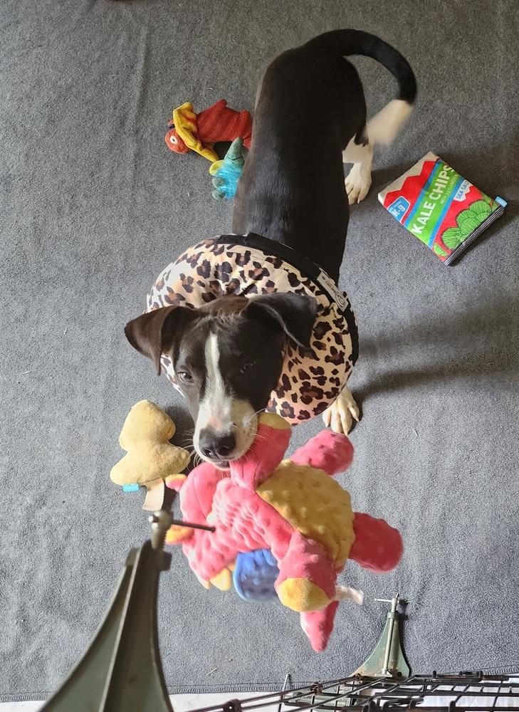 Hershey, Adoptable, Young Male Mixed Breed.