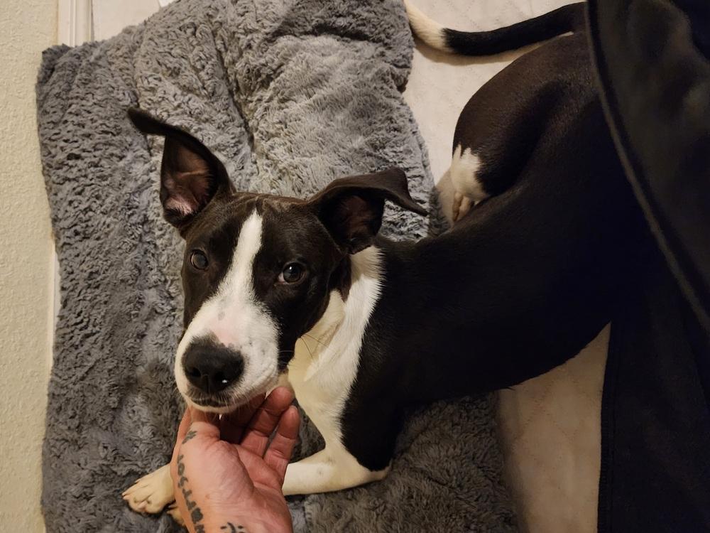 Enlarge Hershey, a Adoptable mixed breed in Ocala, FL image 2/3