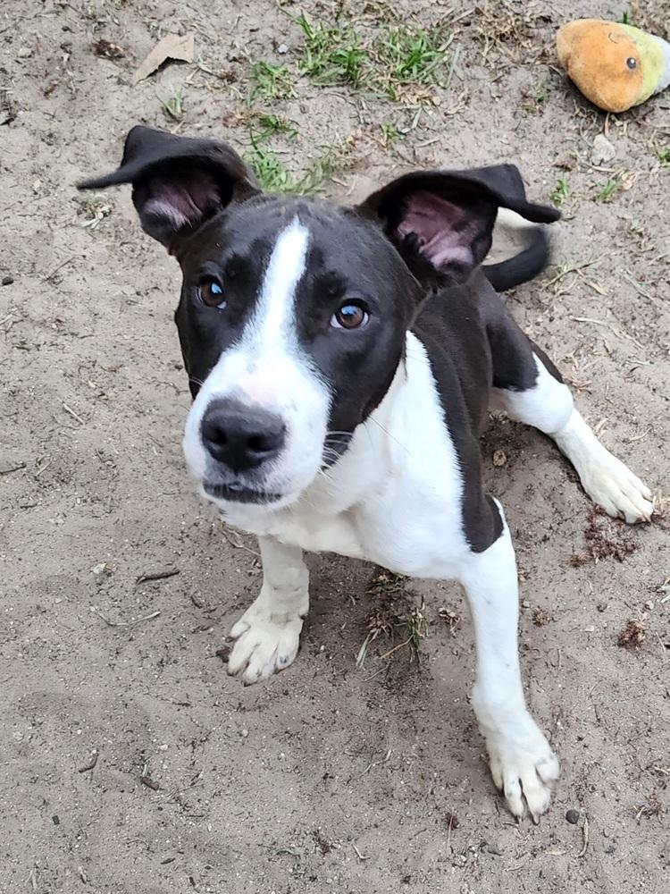 Enlarge Hershey, a Adoptable mixed breed in Ocala, FL image 3/3