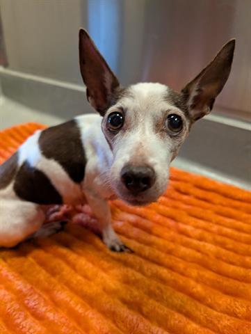 TINKERBELL, Adoptable, Senior Female Chihuahua.
