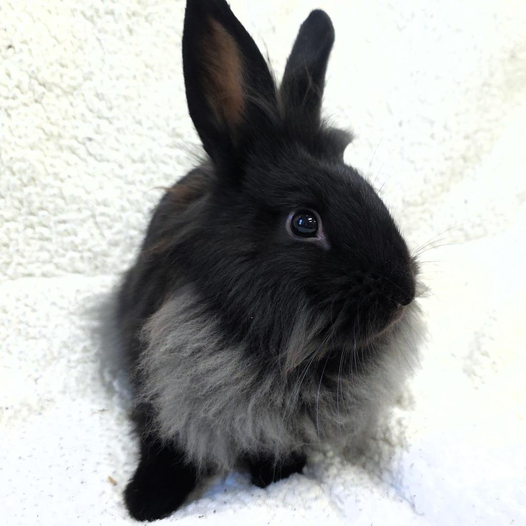 Pippin, Adoptable, Baby Male Lionhead.