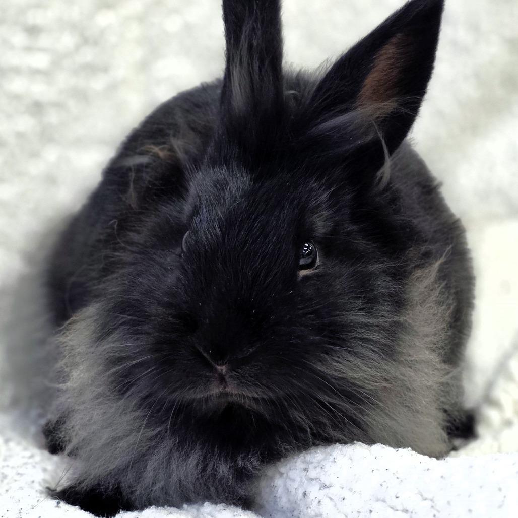 Enlarge Pippin, a Adoptable Lionhead in Michigan City, IN image 2/6