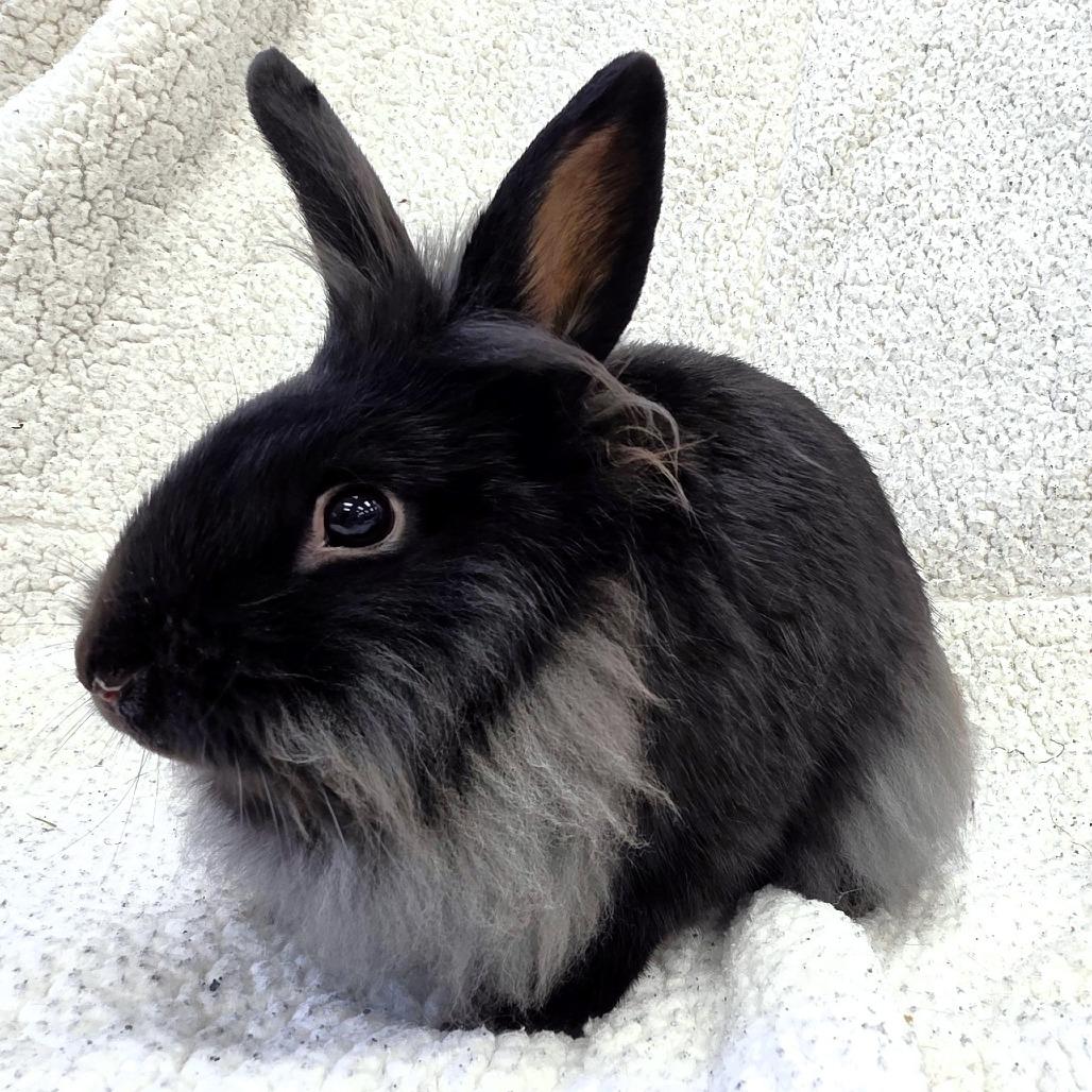 Enlarge Pippin, a Adoptable Lionhead in Michigan City, IN image 3/6