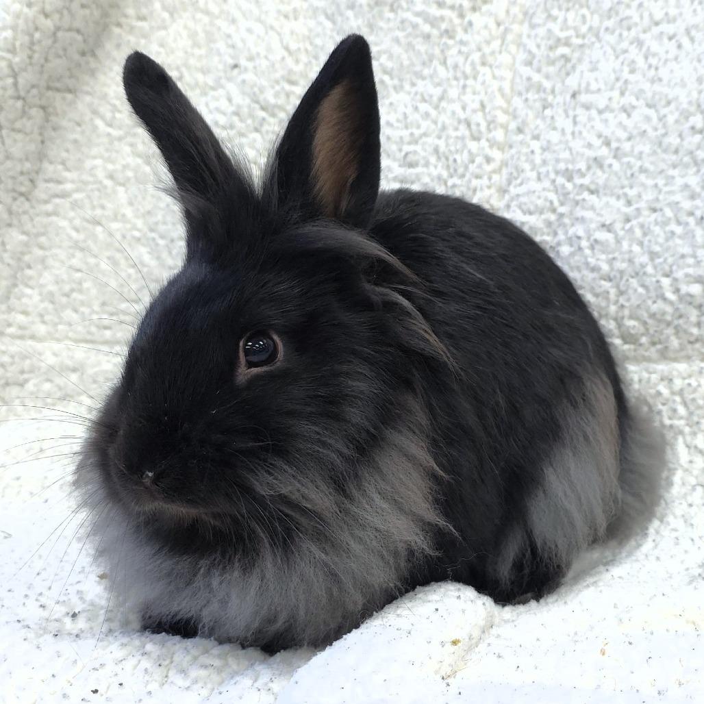 Enlarge Pippin, a Adoptable Lionhead in Michigan City, IN image 4/6