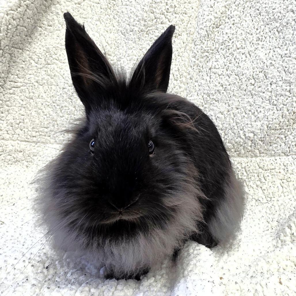 Enlarge Pippin, a Adoptable Lionhead in Michigan City, IN image 5/6