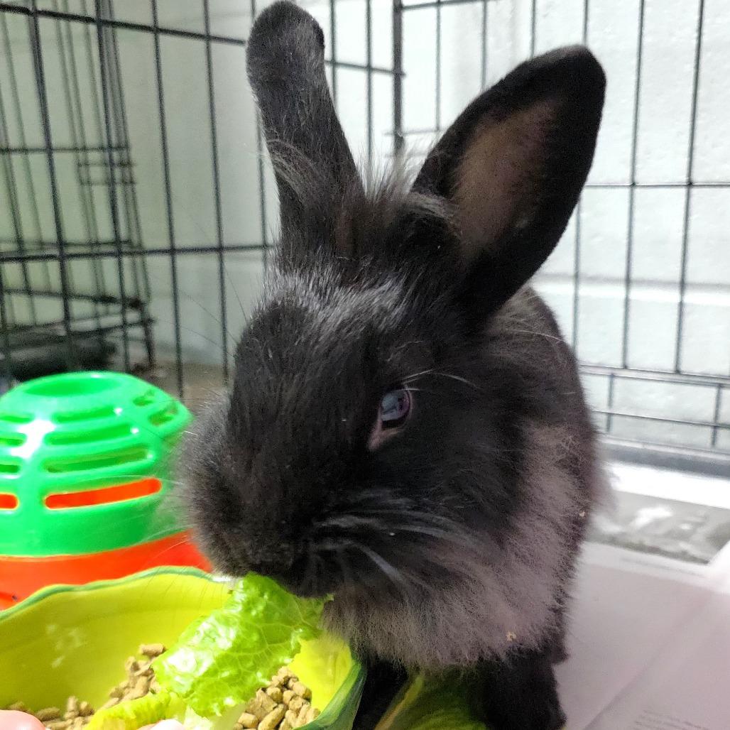Enlarge Pippin, a Adoptable Lionhead in Michigan City, IN image 6/6