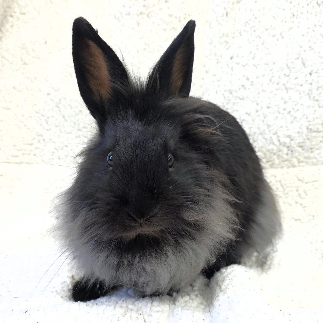 Enlarge Pippin, a Adoptable Lionhead in Michigan City, IN image 6/6