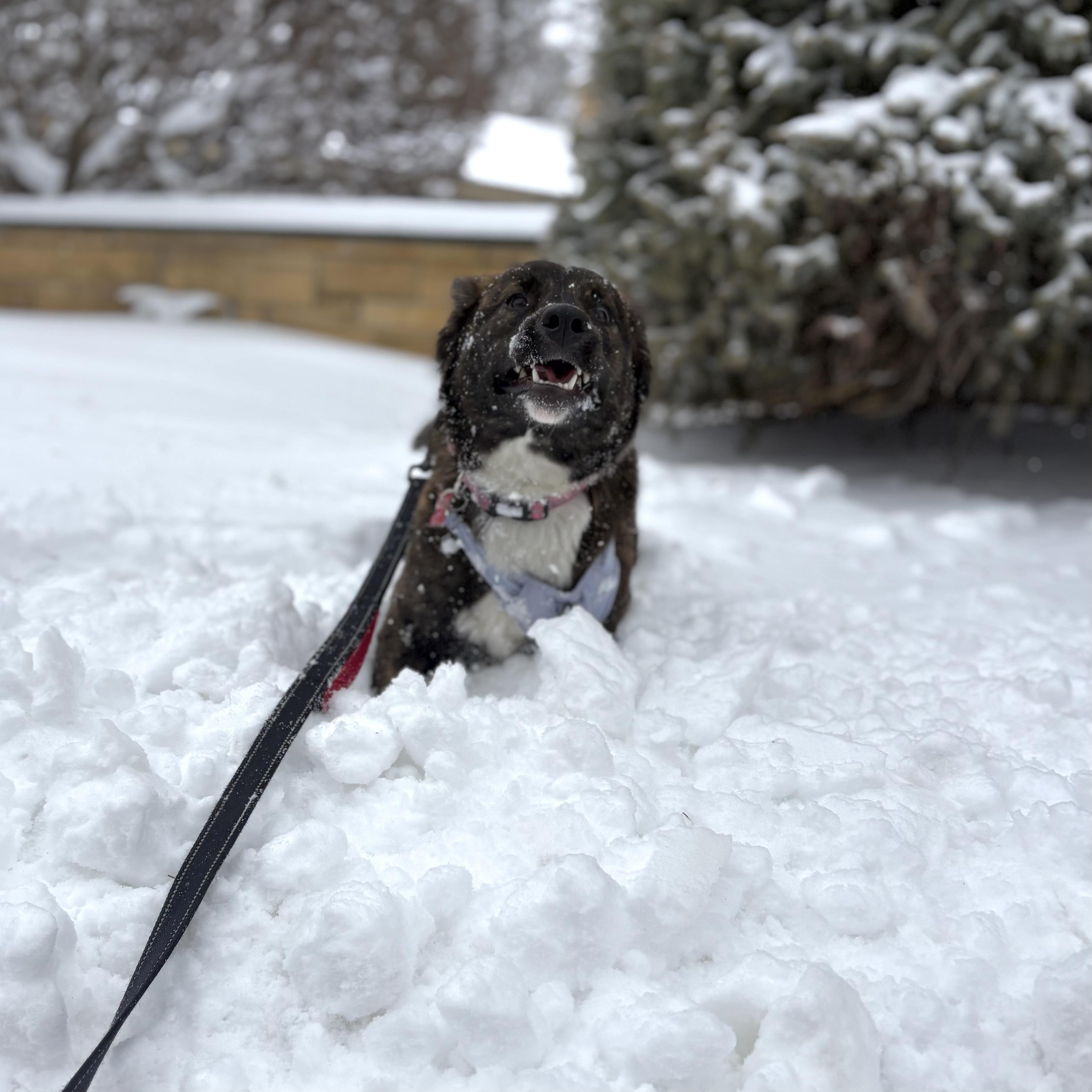 Enlarge Helen, a ADOPTABLE mixed breed in Prior Lake, MN image 4/6