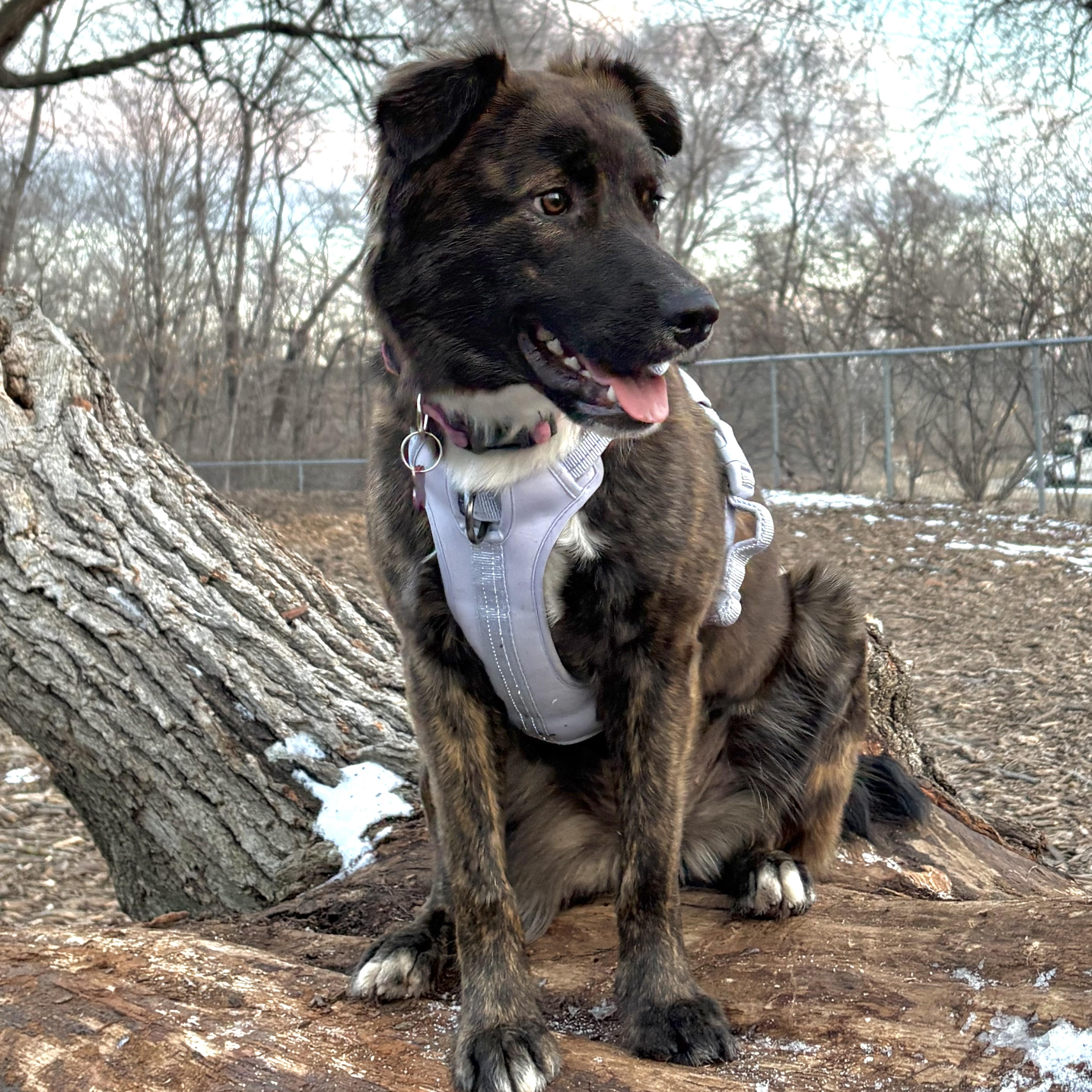 Enlarge Helen, a ADOPTABLE mixed breed in Prior Lake, MN image 6/6