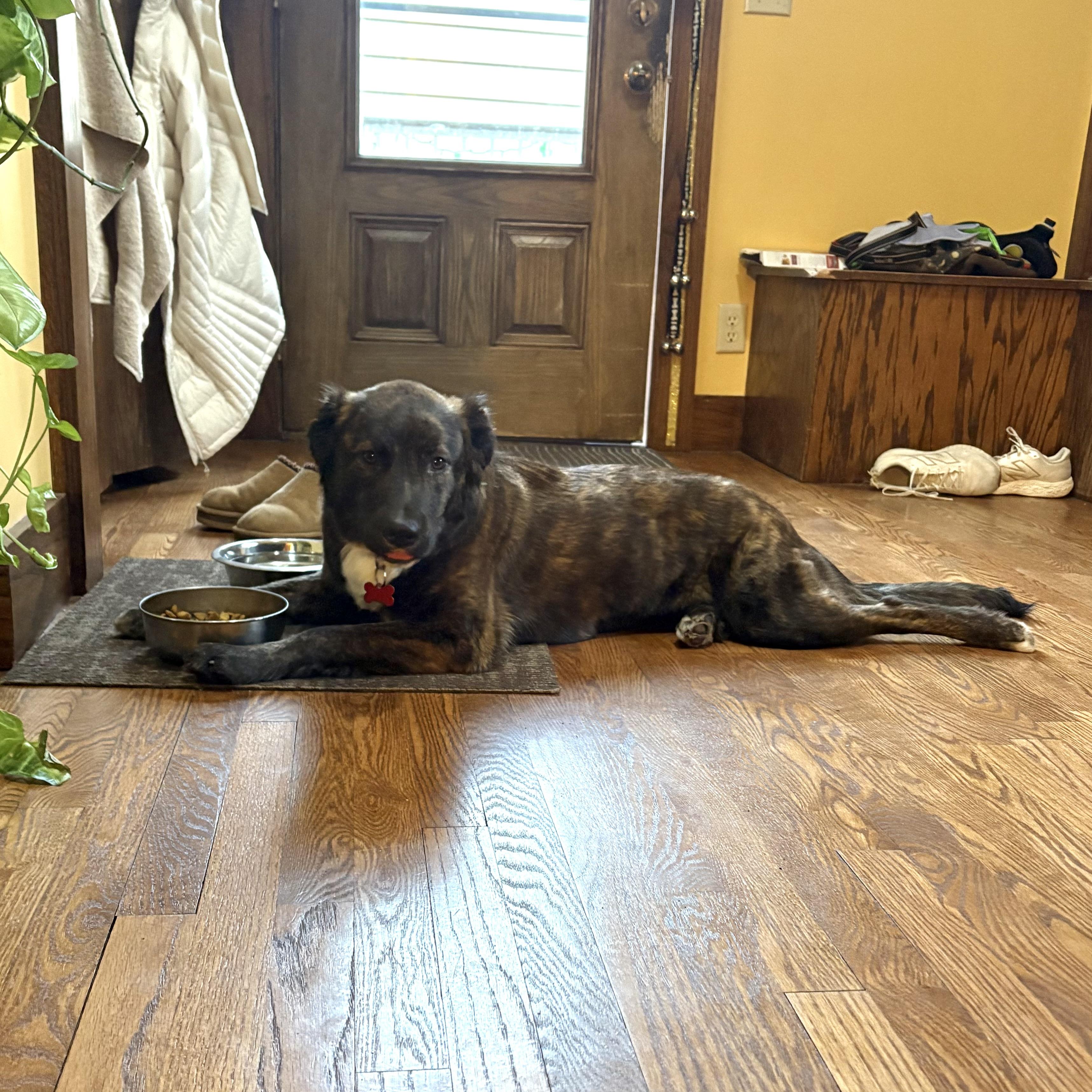 Enlarge Helen, a ADOPTABLE mixed breed in Prior Lake, MN image 5/6