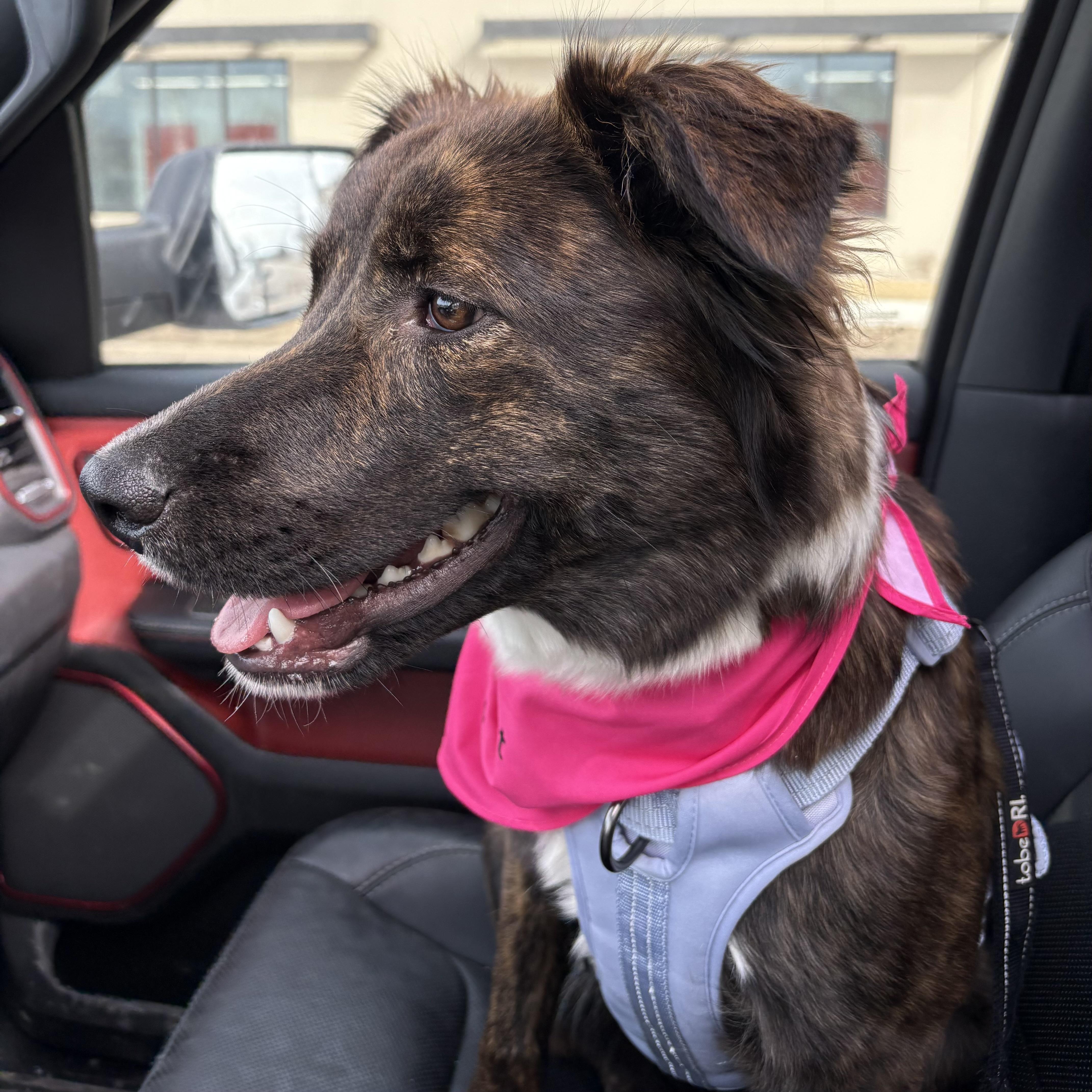 Enlarge Helen, a ADOPTABLE mixed breed in Prior Lake, MN image 2/6