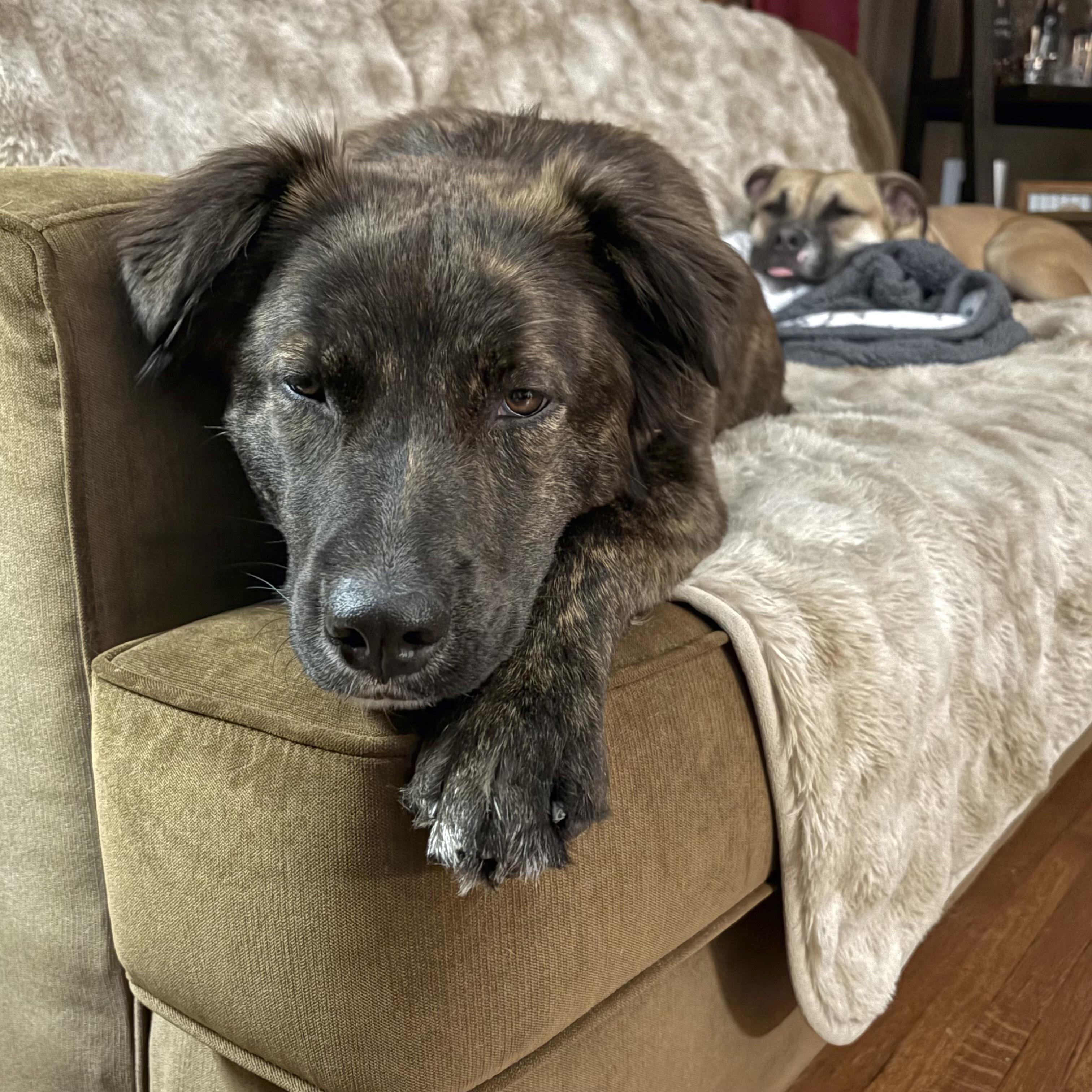 Enlarge Helen, a ADOPTABLE mixed breed in Prior Lake, MN image 3/6