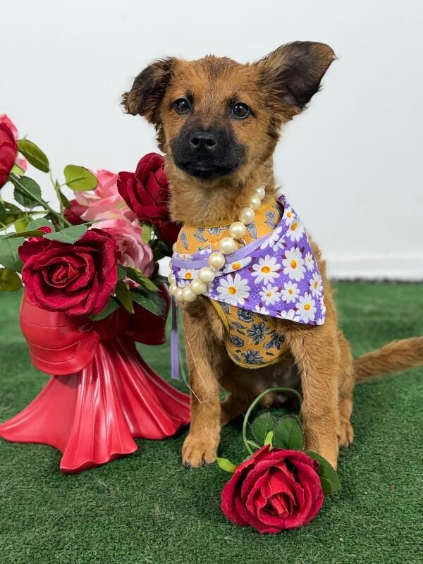 Mocha-One of our Amazing Rescue Dogs, adopted, Puppy Female Australian Shepherd & Border Terrier.