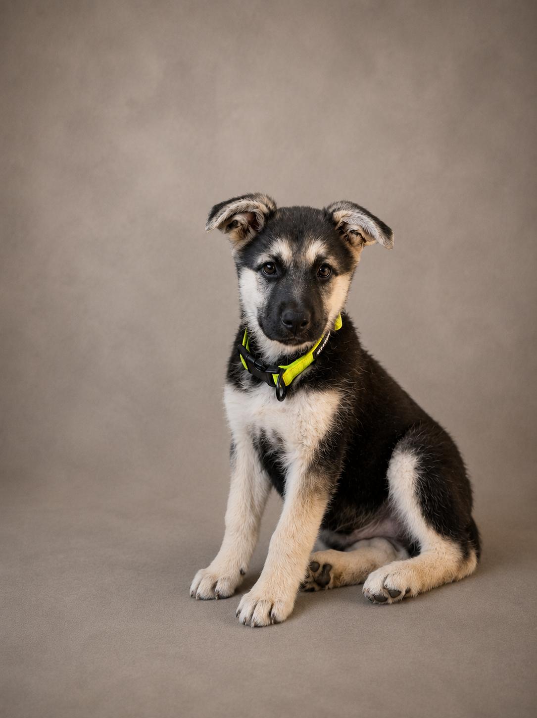 George, Adoptable, Puppy Male German Shepherd Dog.