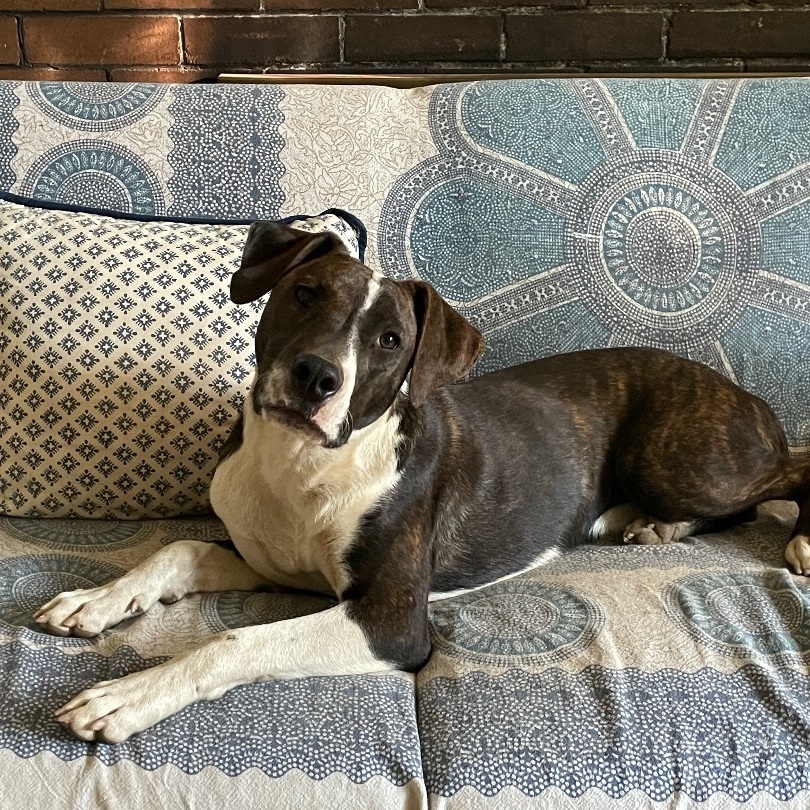 Bingo, a Adoptable mixed breed in Puyallup, WA image 4/12