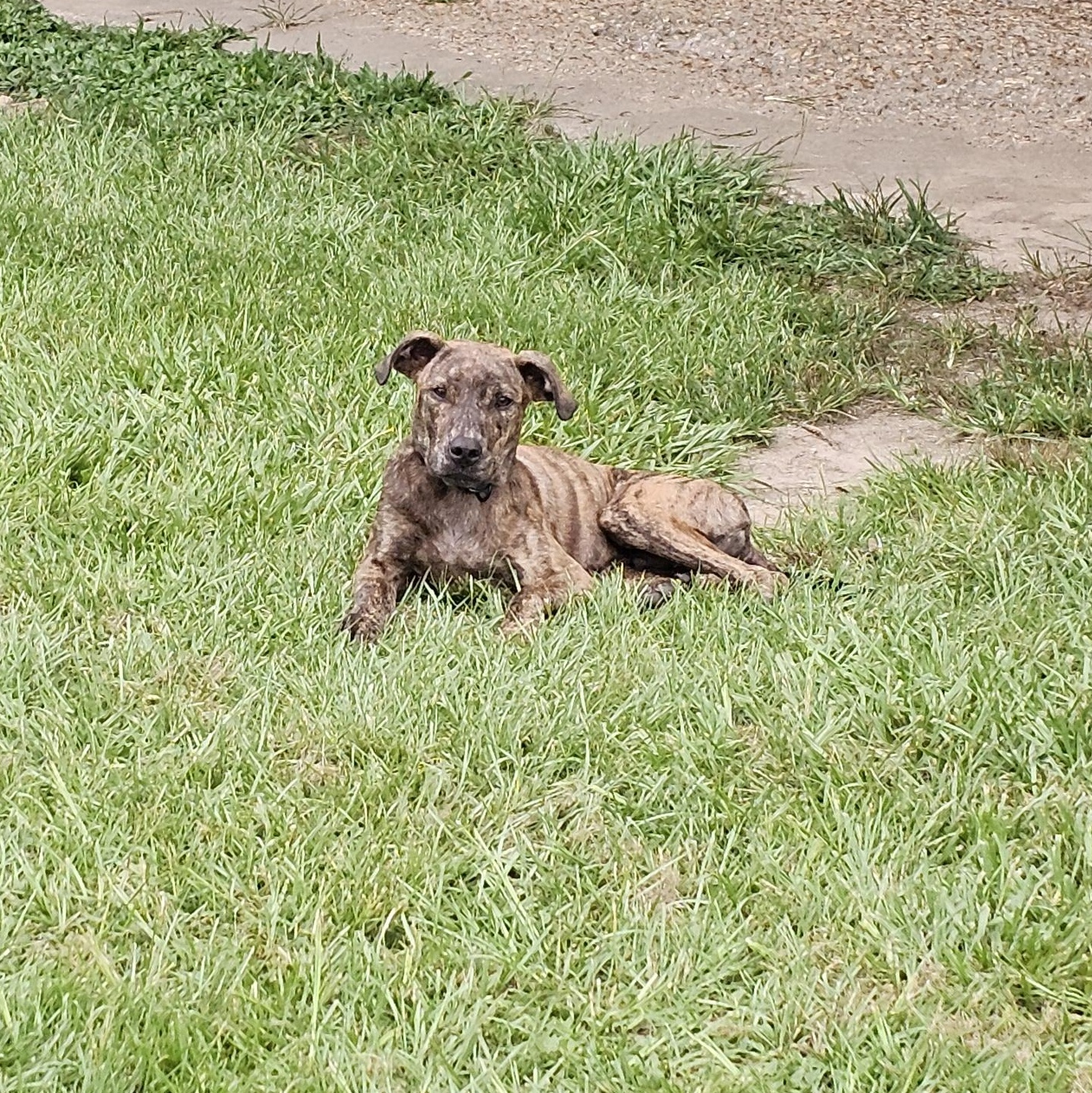 Sputnik