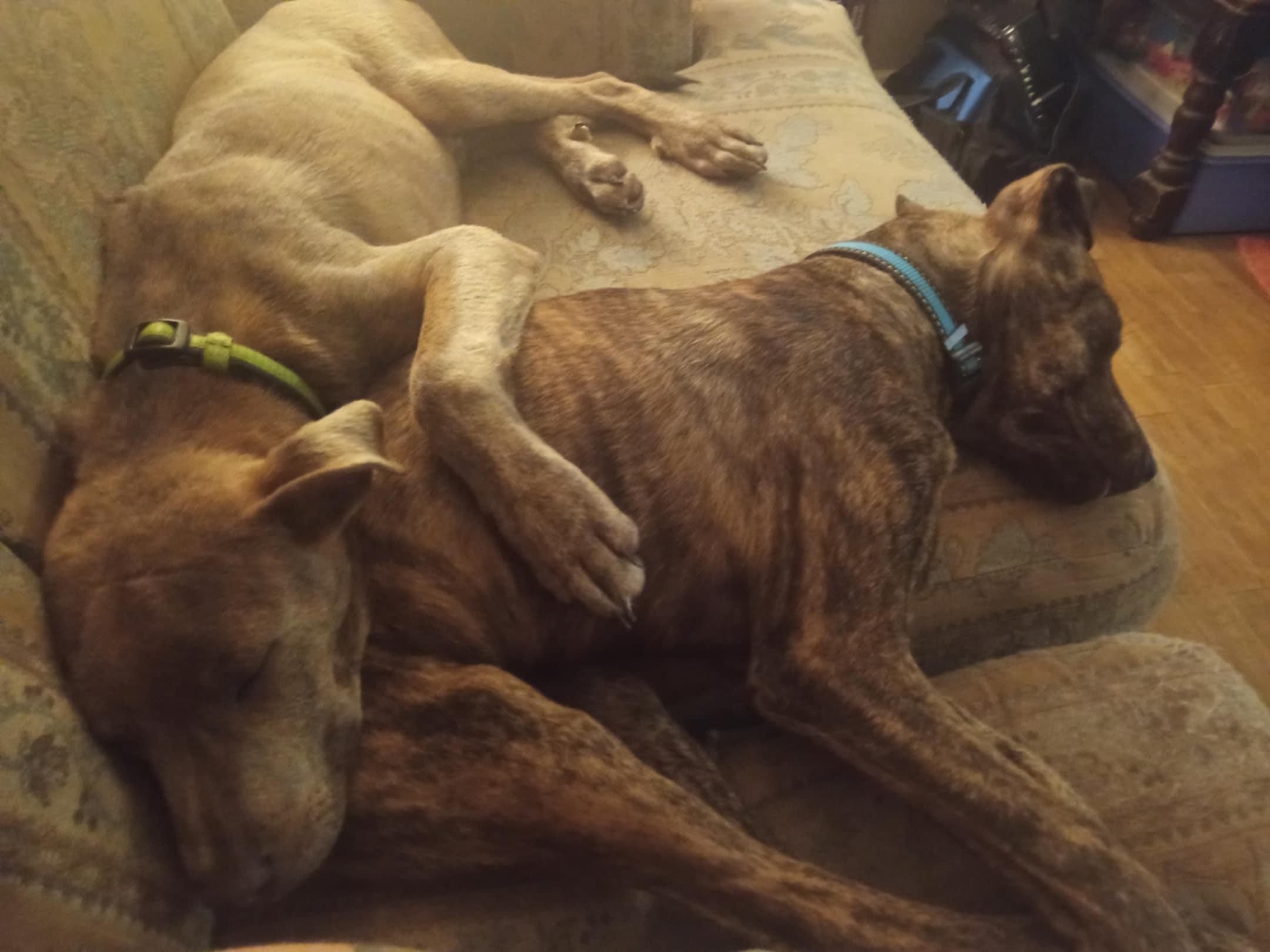 Enlarge Sputnik, a Adopted mixed breed in Tylertown, MS image 5/5