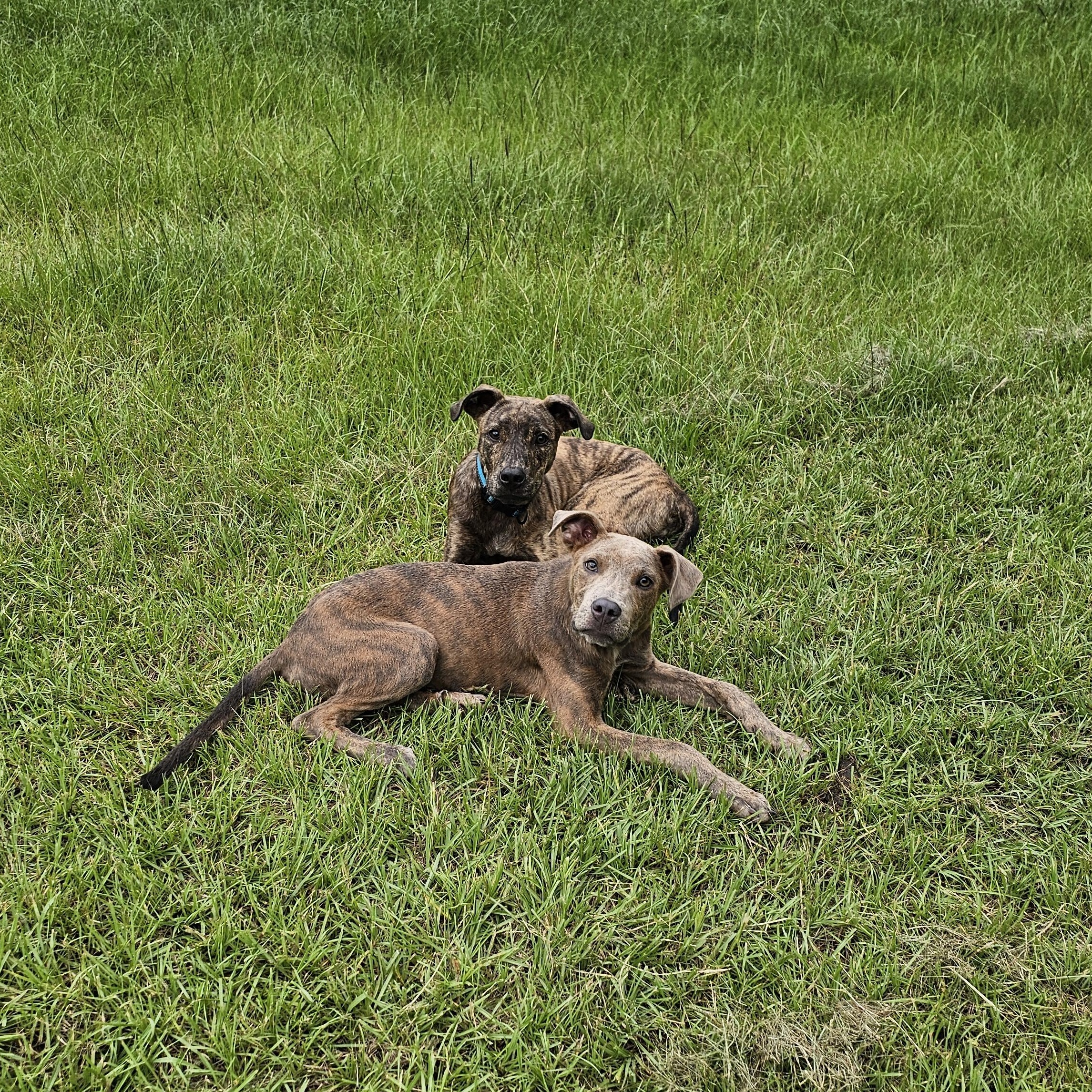 Enlarge Sputnik, a Adopted mixed breed in Tylertown, MS image 3/5