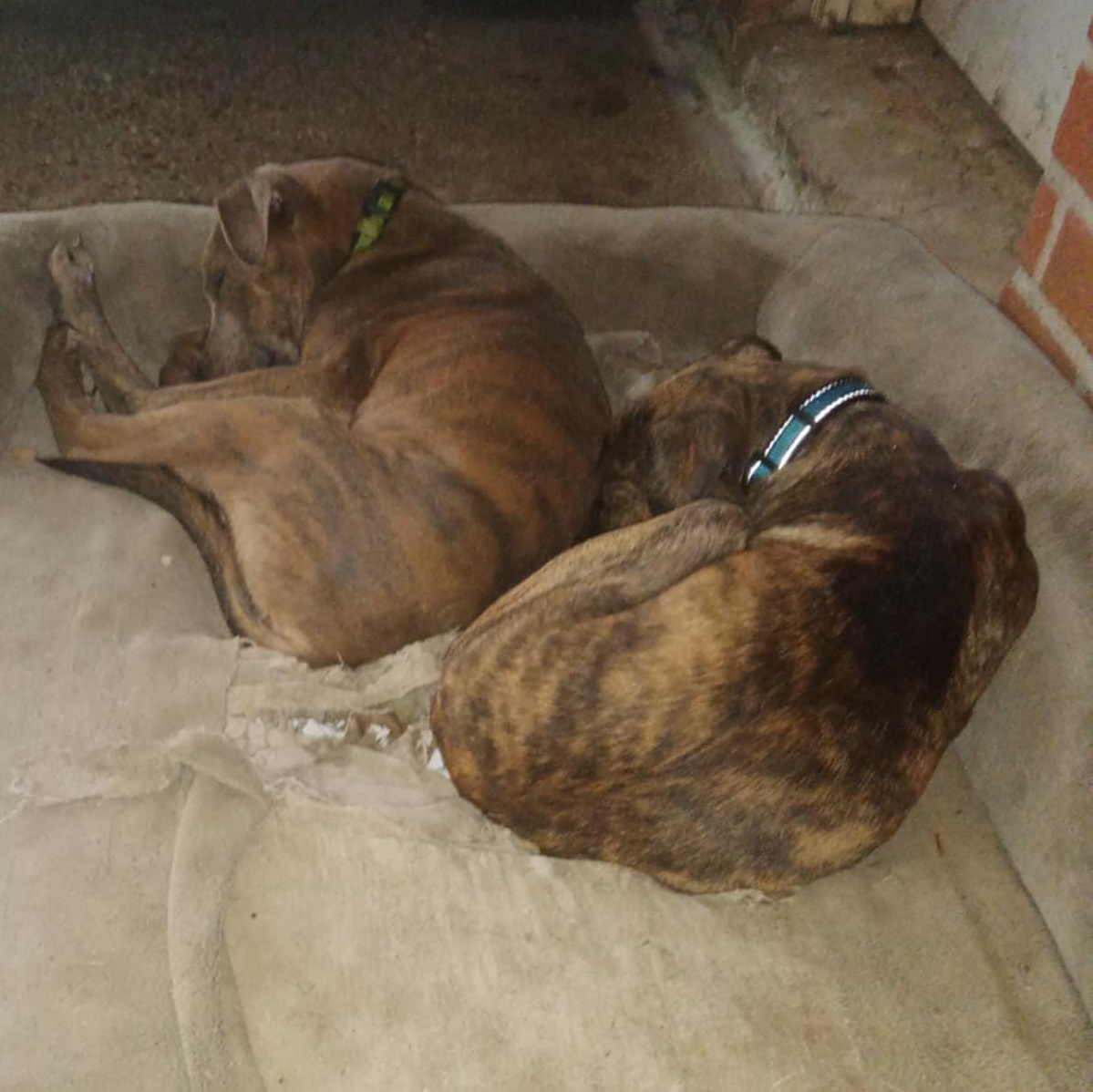 Enlarge Sputnik, a Adopted mixed breed in Tylertown, MS image 4/5