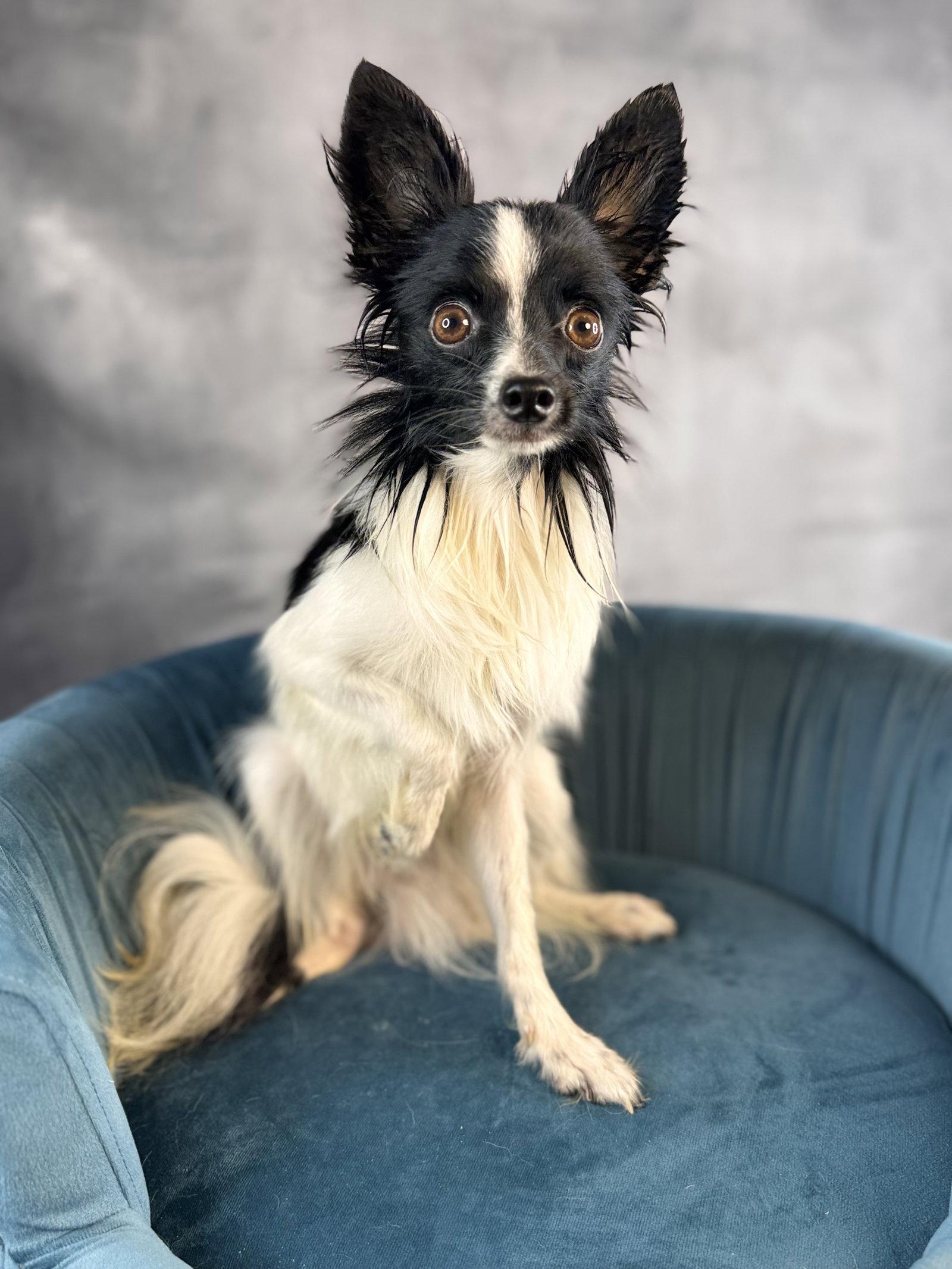 Bungee, Adoptable, Adult Male Papillon.
