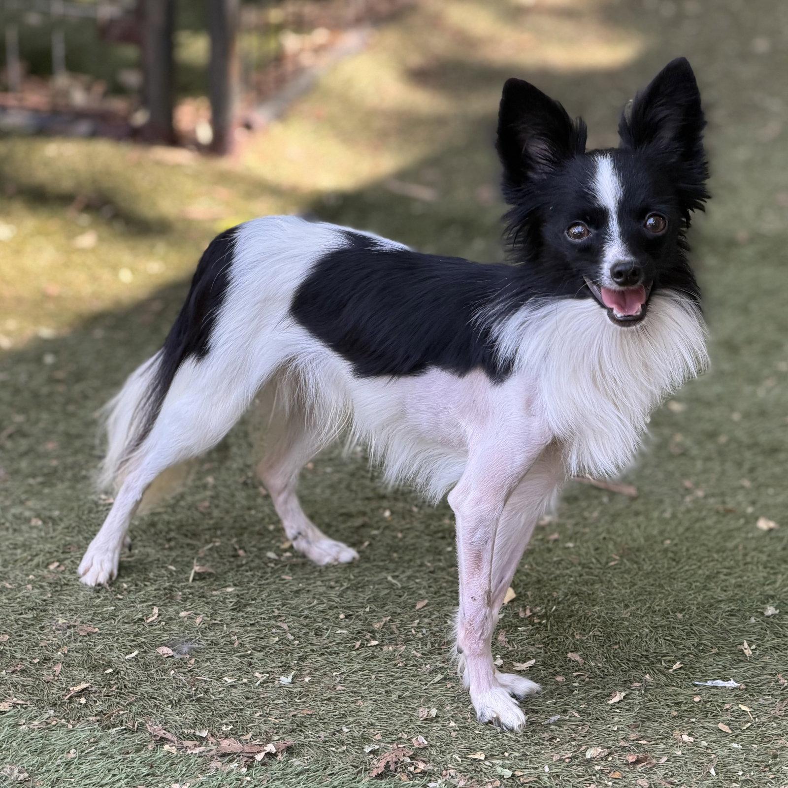 Enlarge Bungee, a Adoptable Papillon in Garland, TX image 2/3