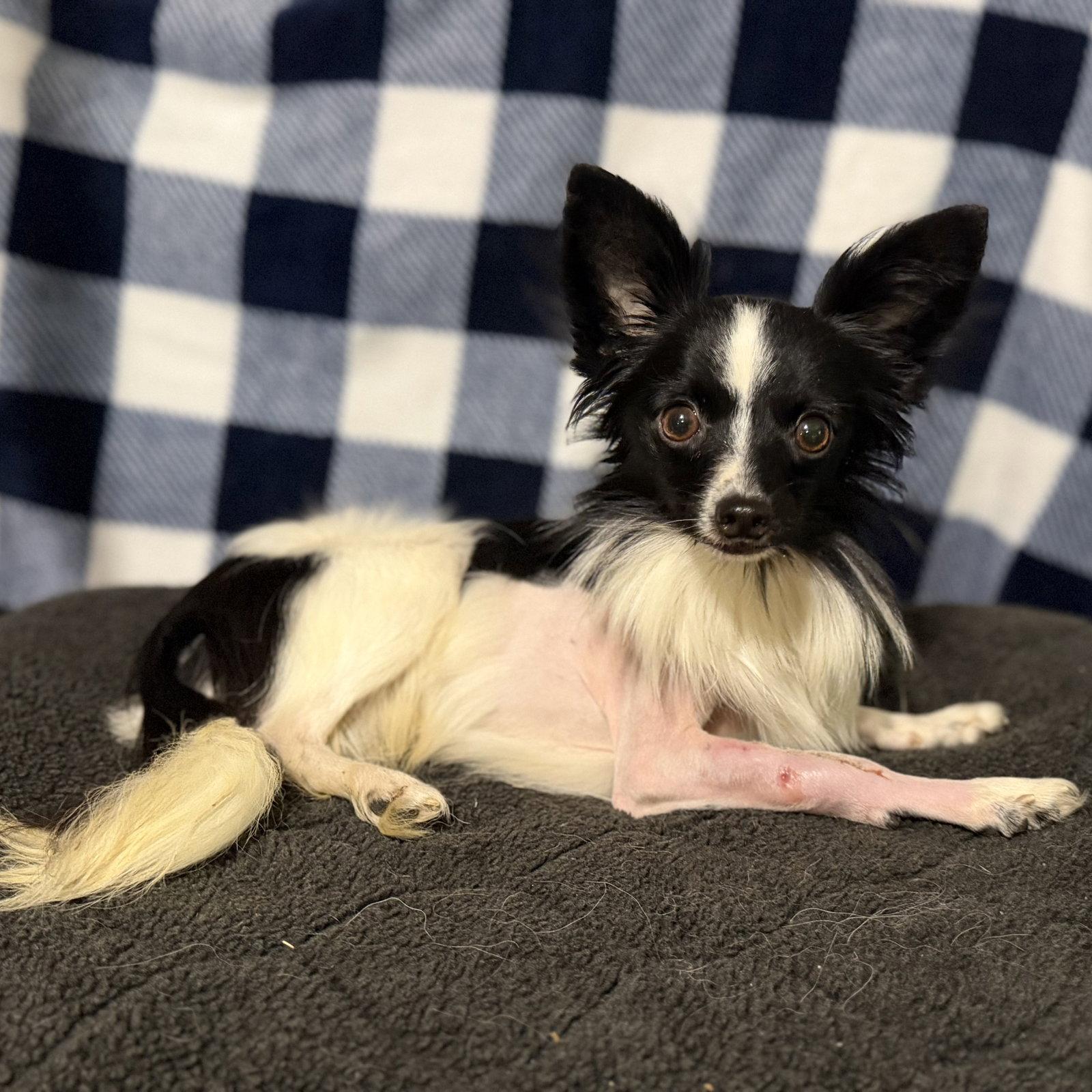 Enlarge Bungee, a Adoptable Papillon in Garland, TX image 3/3