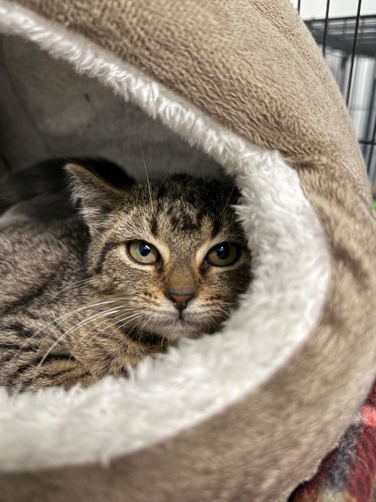 Chipette, Adoptable, Kitten Female Domestic Short Hair.