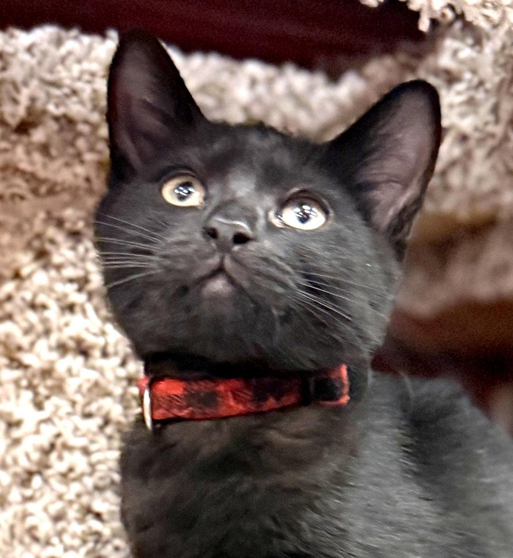 Tober, Adoptable, Kitten Male Domestic Short Hair.
