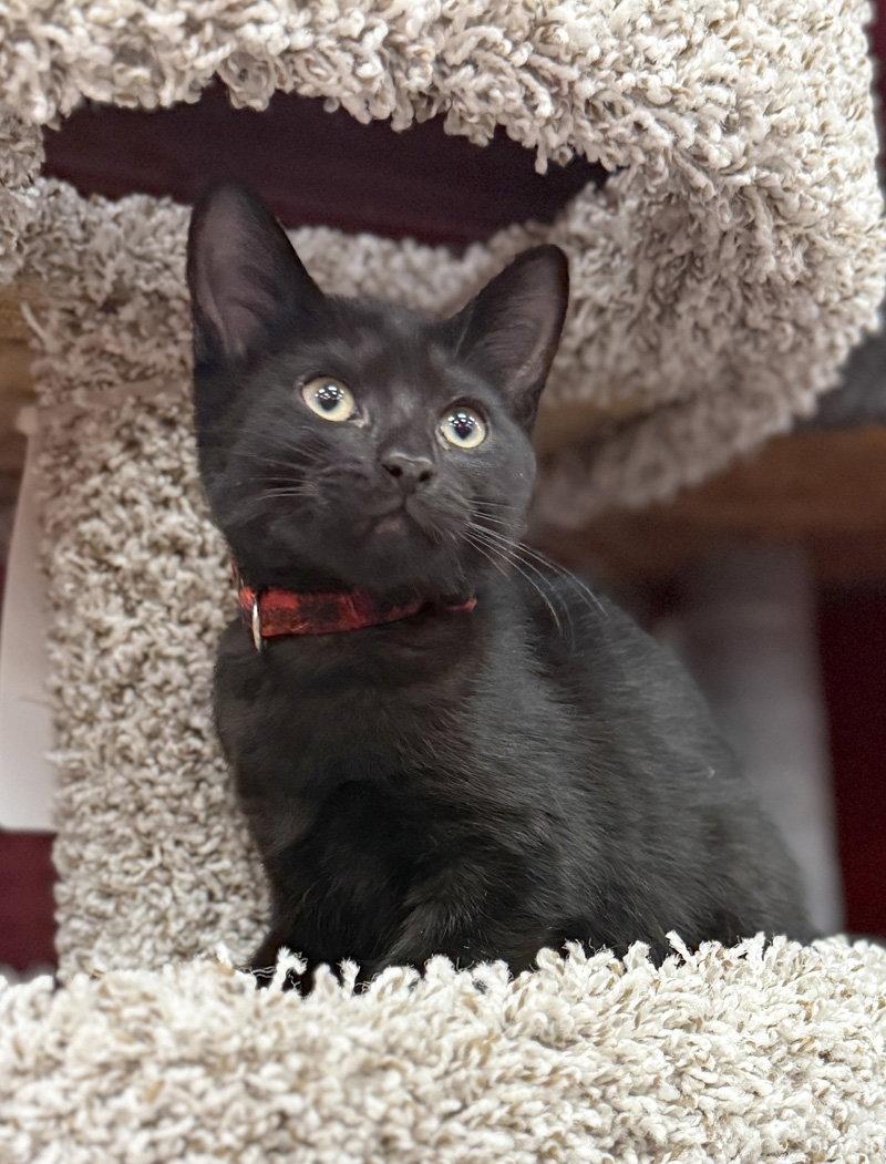 Enlarge Tober, a Adoptable Domestic Short Hair in Ventura, CA image 2/3