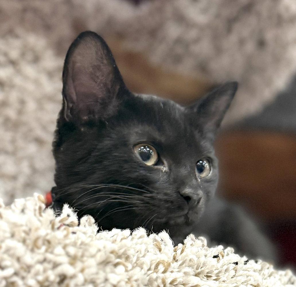 Enlarge Tober, a Adoptable Domestic Short Hair in Ventura, CA image 3/3