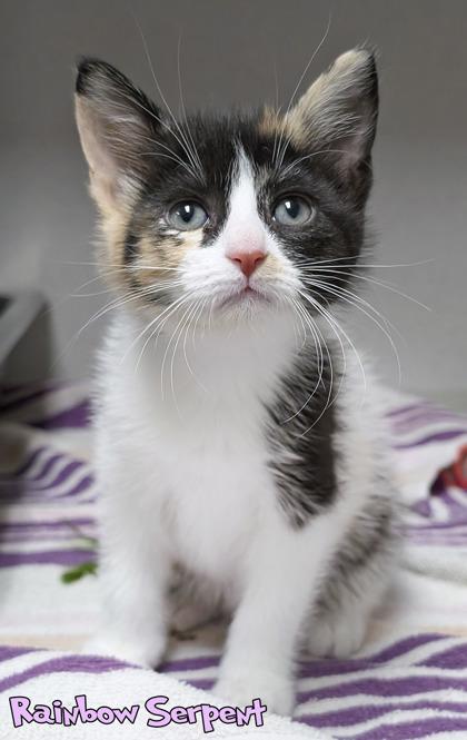 Rainbow Serpent, Adoptable, Kitten Female Domestic Short Hair & Domestic Short Hair.
