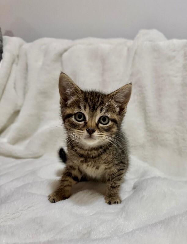 Flora, Adoptable, Young Female Domestic Short Hair.