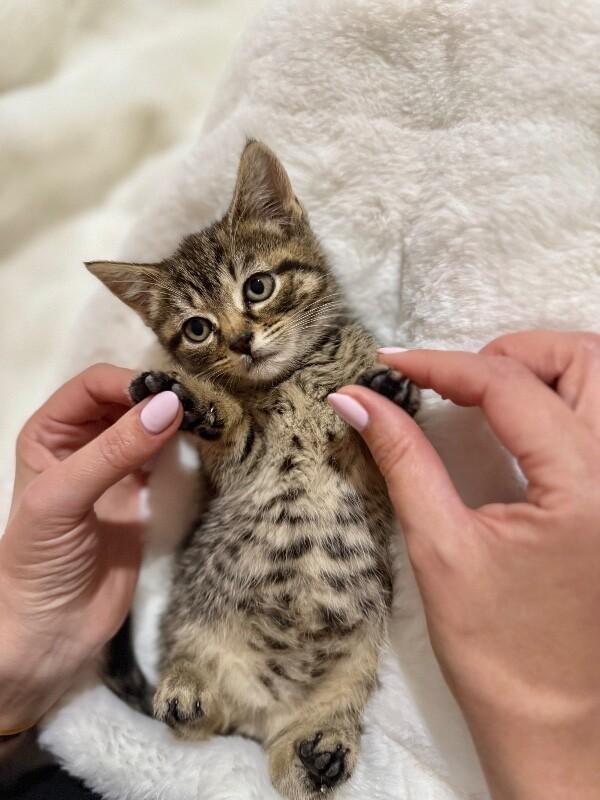 Enlarge Flora, a Adoptable Domestic Short Hair in North Babylon, NY image 2/4