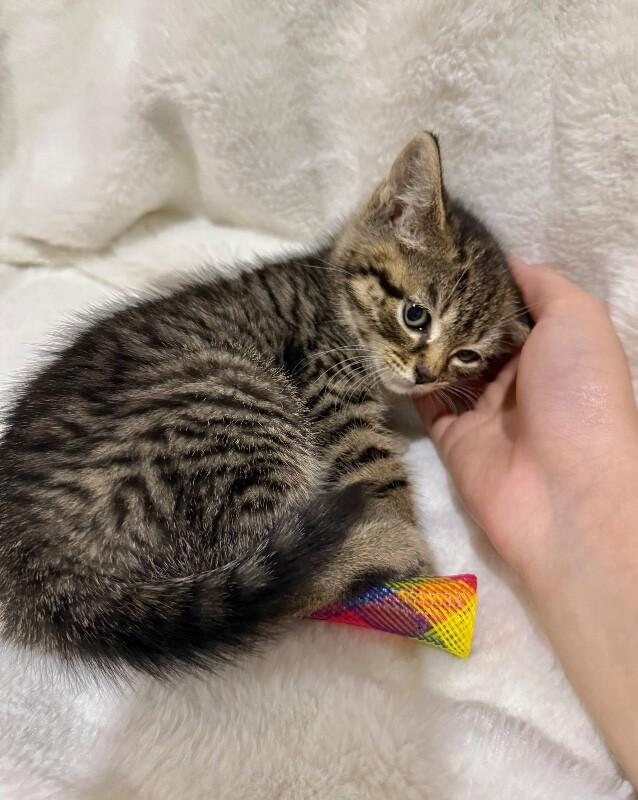Enlarge Flora, a Adoptable Domestic Short Hair in North Babylon, NY image 3/4