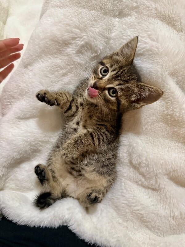 Enlarge Flora, a Adoptable Domestic Short Hair in North Babylon, NY image 4/4