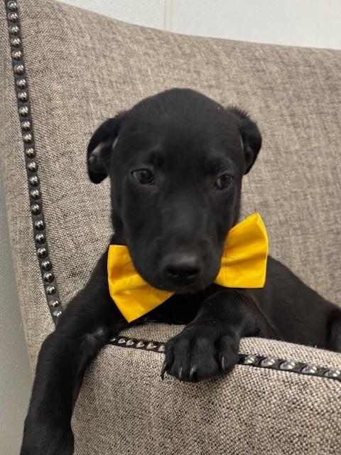 Gold, an adopted mixed breed in Hawk Point, MO image 4/4
