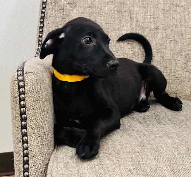 Gold, an adopted mixed breed in Hawk Point, MO image 2/4