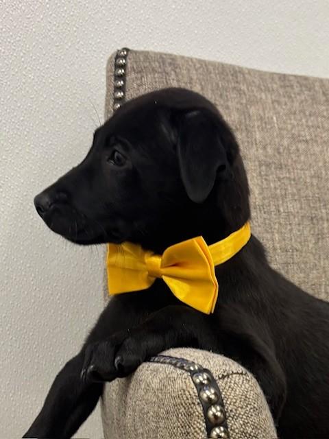 Gold, an adopted mixed breed in Hawk Point, MO image 3/4