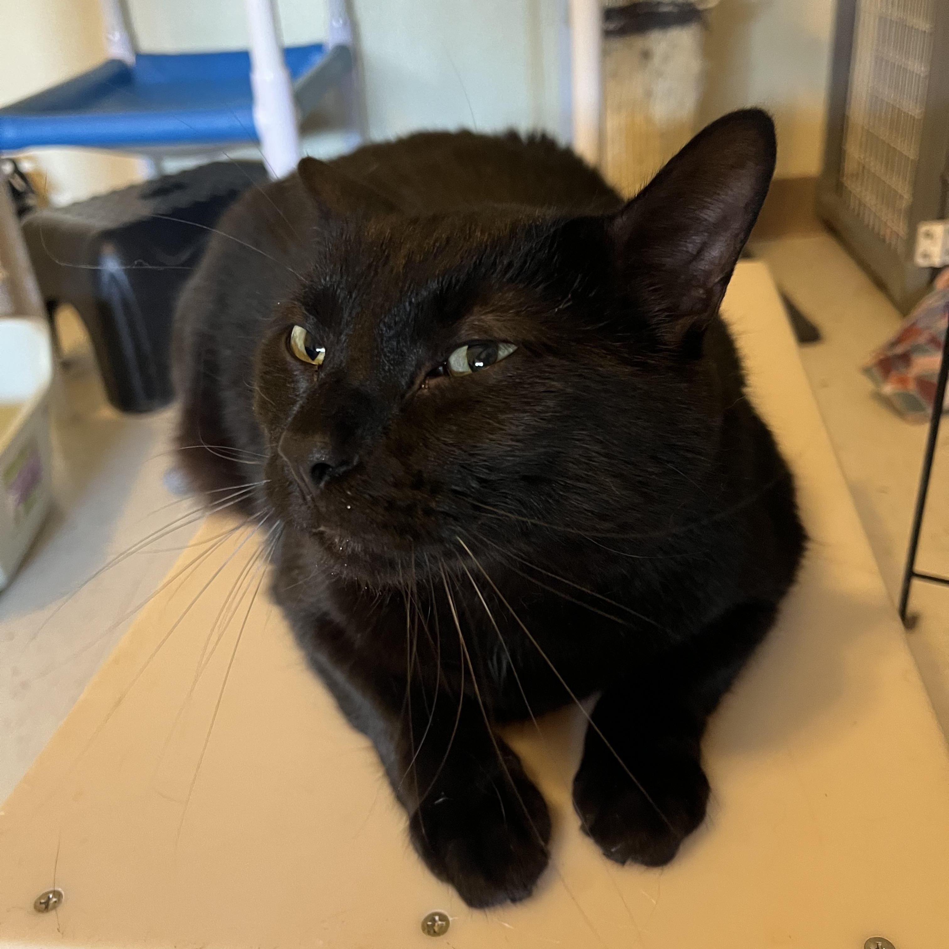 Sebastian and Binx, a Adoptable mixed breed in Moline, IL image 2/5