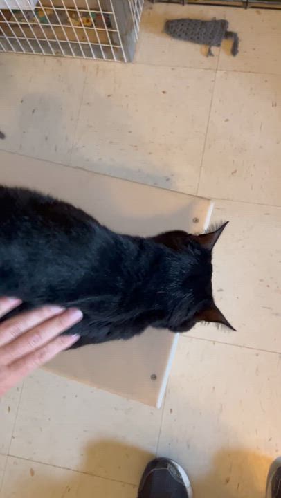 Enlarge Sebastian and Binx, a Adoptable mixed breed in Moline, IL video 5/5