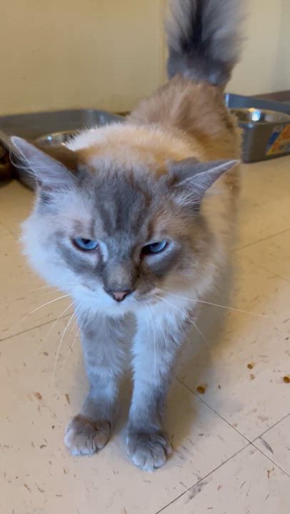 Enlarge Sebastian and Binx, a Adoptable mixed breed in Moline, IL video 3/5