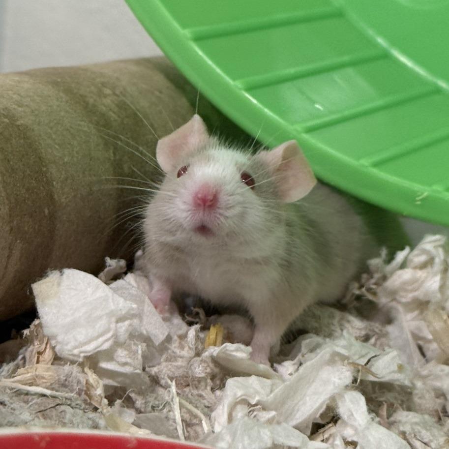 Male Mice, a Adoptable Mouse in Manchester, CT image 1/6