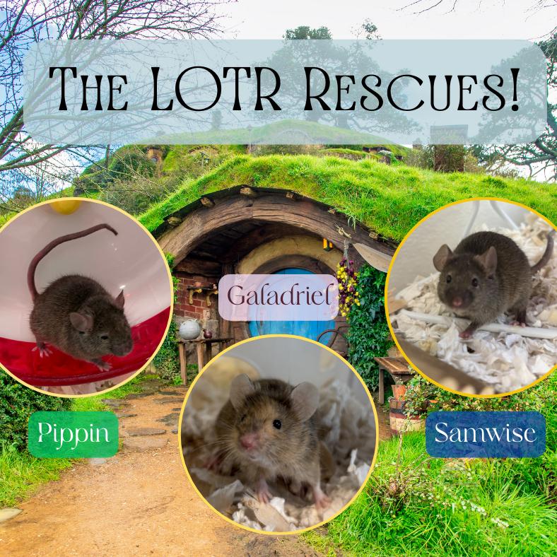 Male Mice, a Adoptable Mouse in Manchester, CT image 2/6