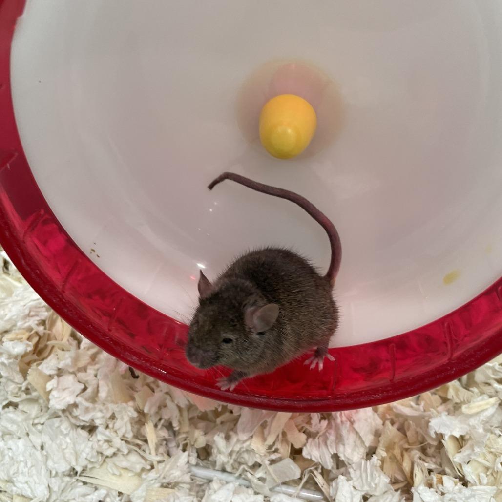 Male Mice, a Adoptable Mouse in Manchester, CT image 3/6